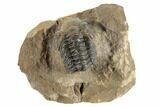 Detailed Reedops Trilobite - Atchana, Morocco #190291-2